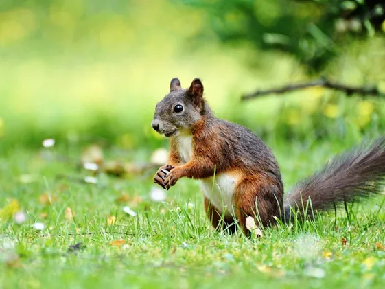 Photo quality enhancer preserving details