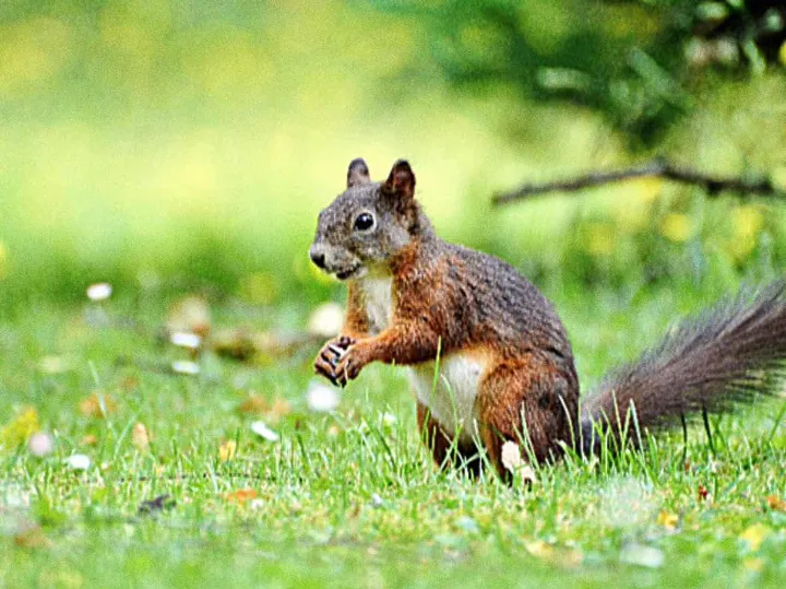 Photo quality enhancer preserving details